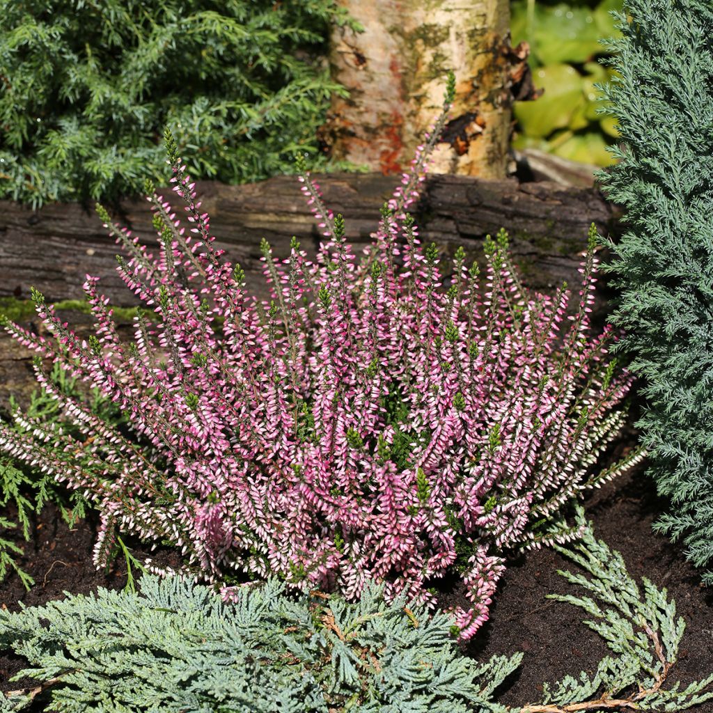 Calluna vulgaris Garden Girls Lena - Brecina