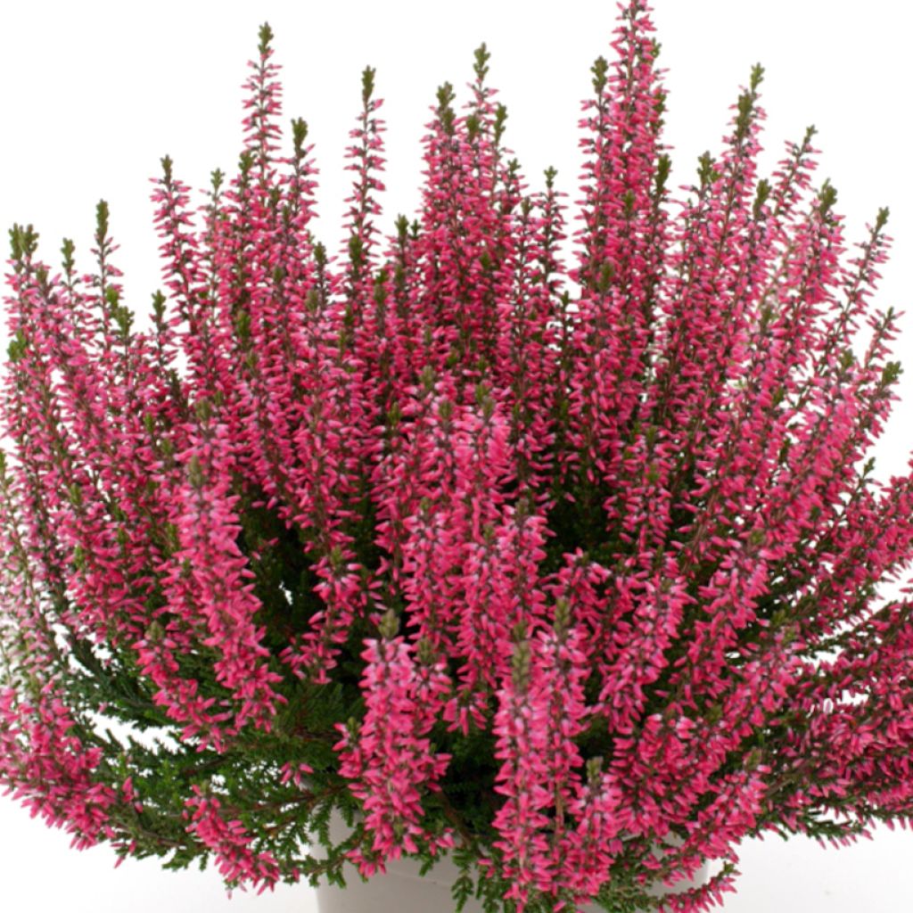 Calluna vulgaris Garden Girls Lioba - Brecina