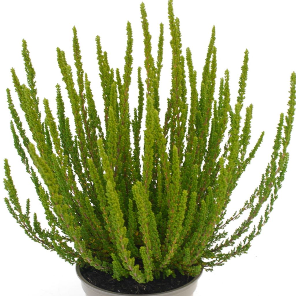 Calluna vulgaris Garden Girls Zelia - Brecina