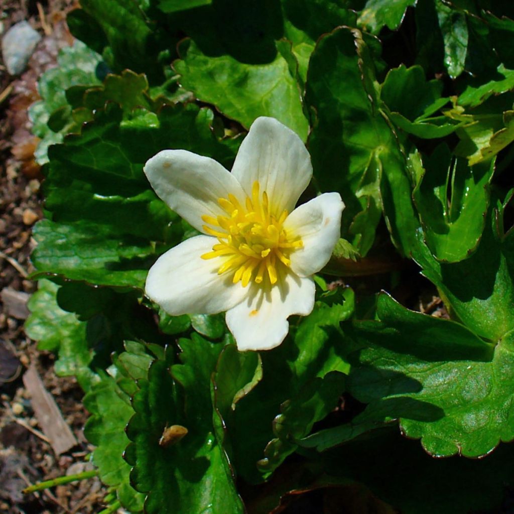 Caltha palustris var. alba - Hierba centella