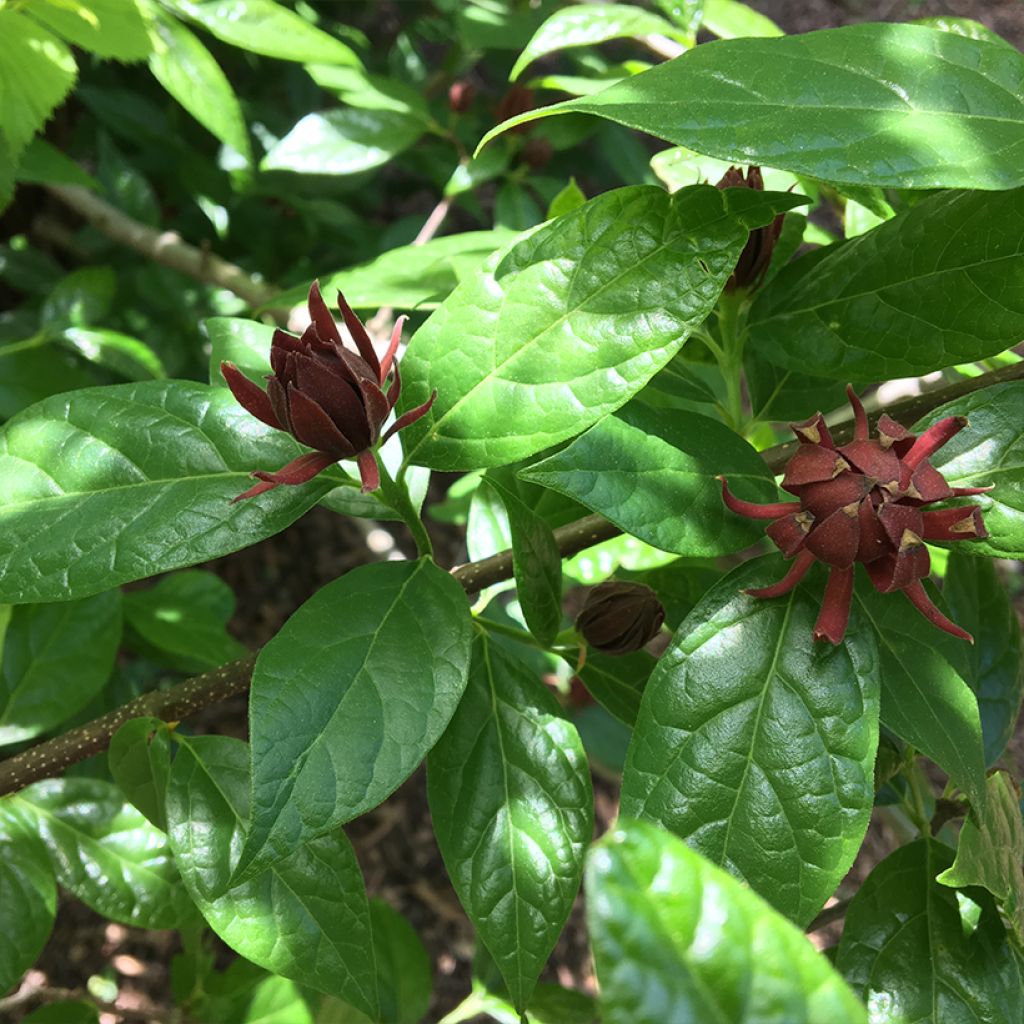 Calycanthus floridus Michael Lindsay - Árbol de las anémonas