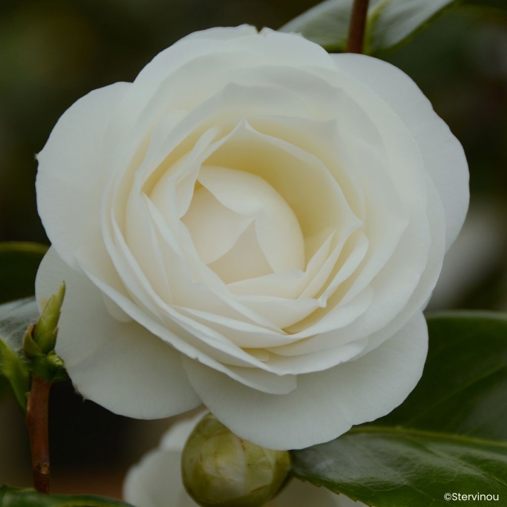 Camellia japonica Janet Waterhouse