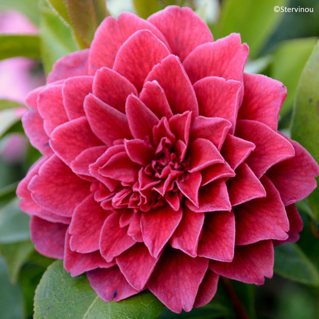 Camellia japonica Manuroa Road