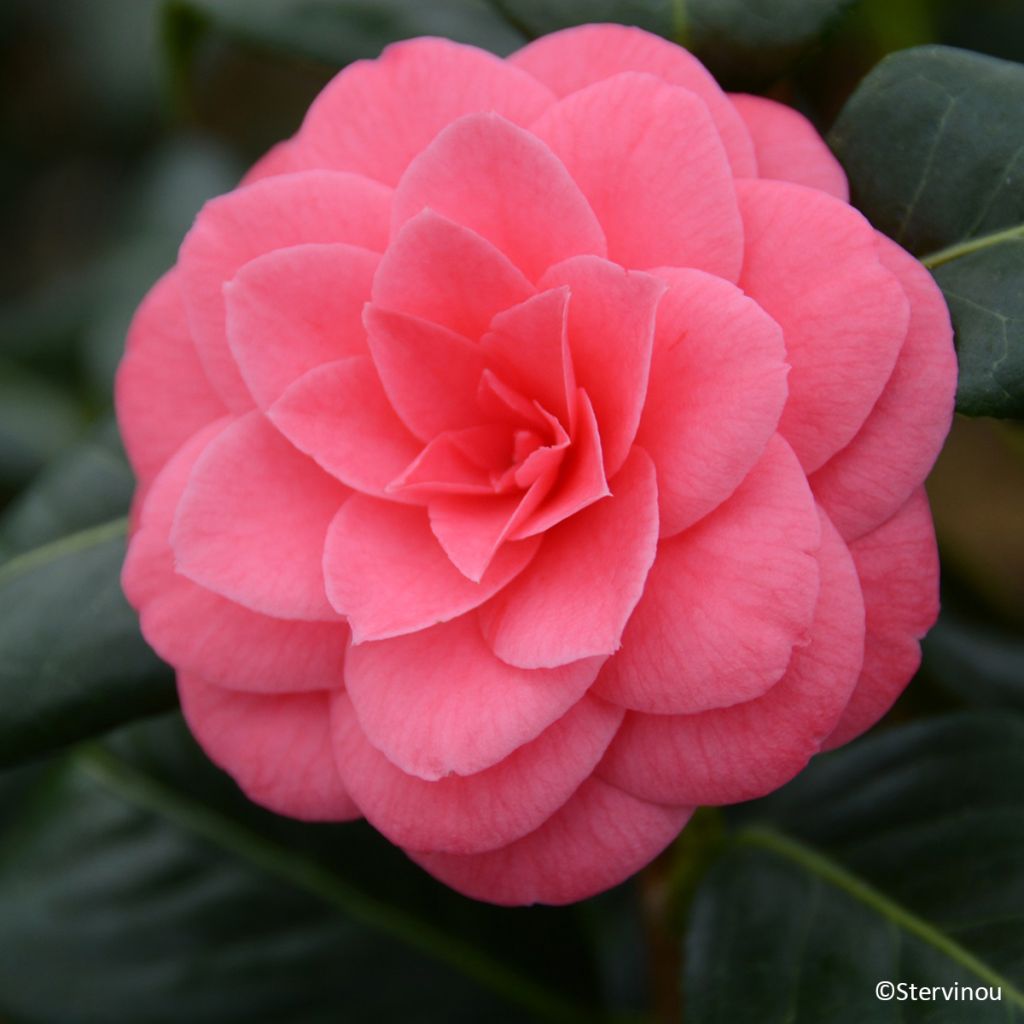 Camellia japonica Tada Meibi