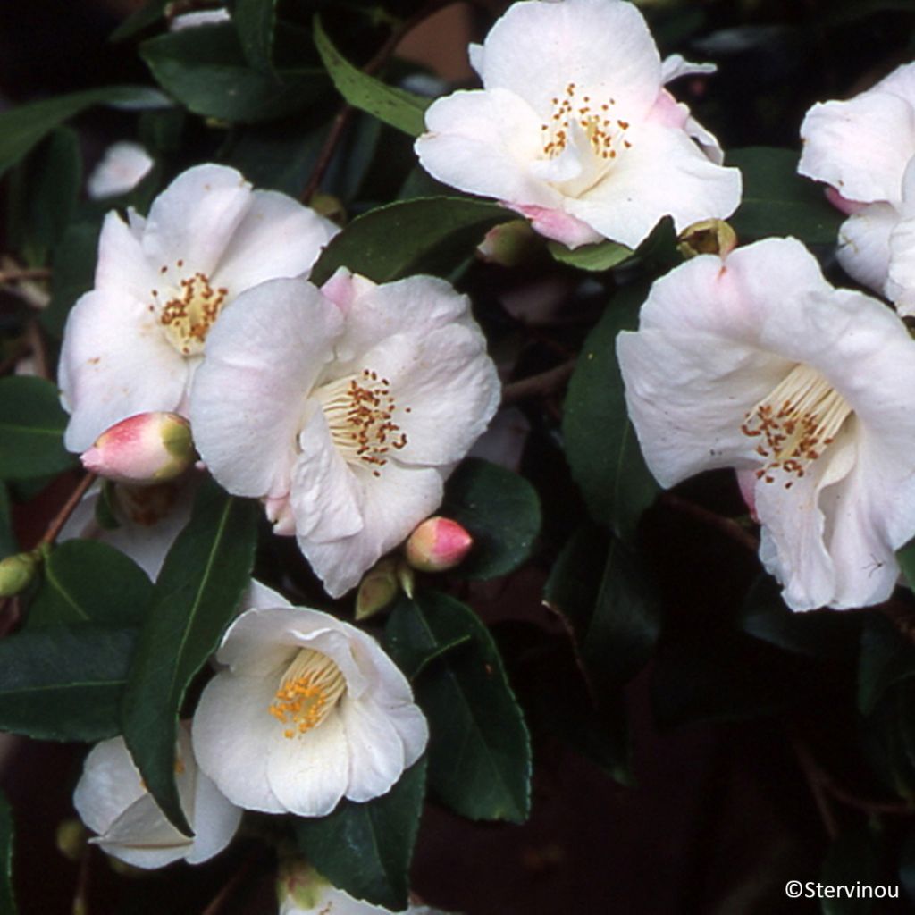 Camellia lutchuensis Quintessence