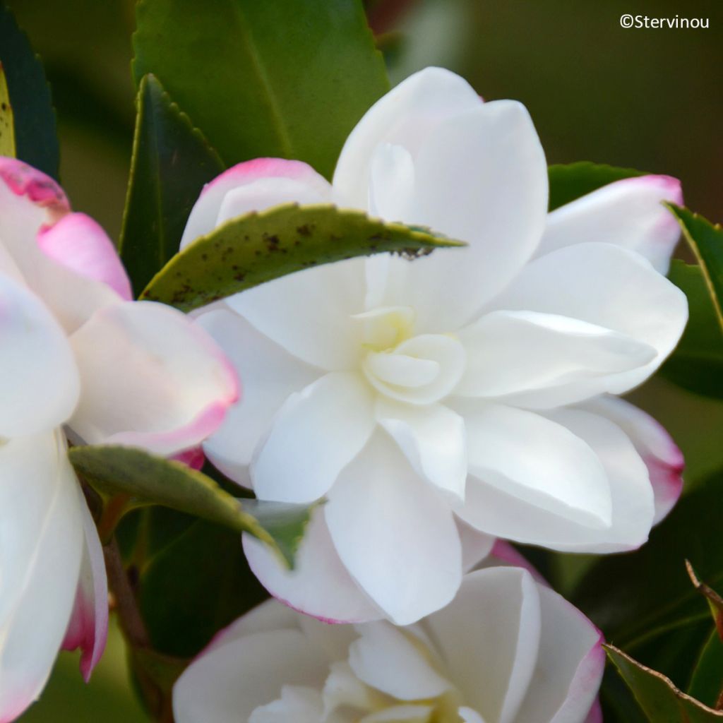 Camellia sasanqua Blush - Camelia de otoño