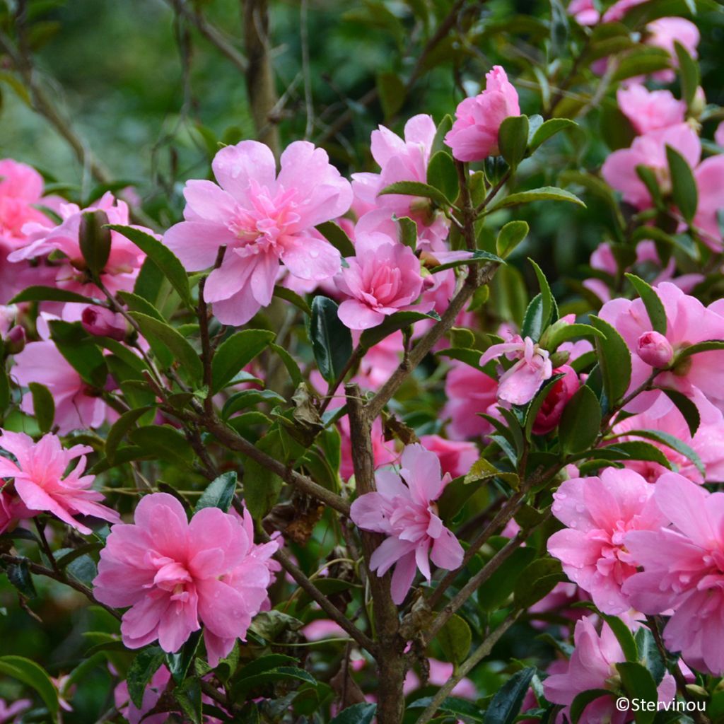 Camellia hiemalis Elfin rose - Camelia de otoño