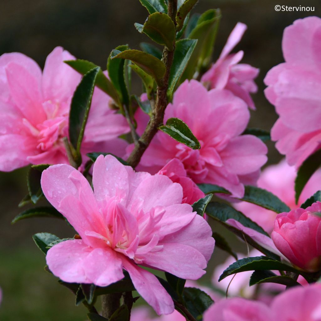 Camellia hiemalis Elfin rose - Camelia de otoño
