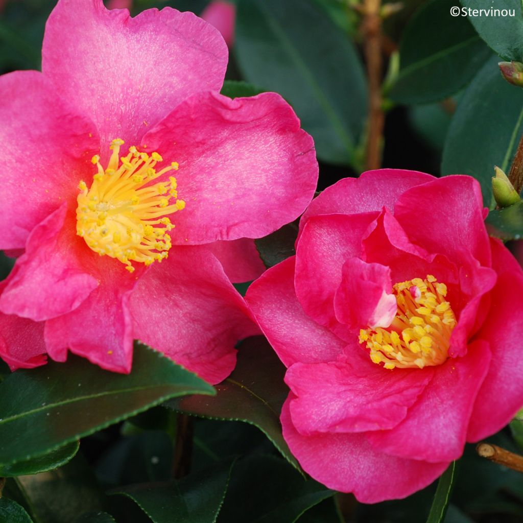 Camellia sasanqua Hiryu - Camelia de otoño