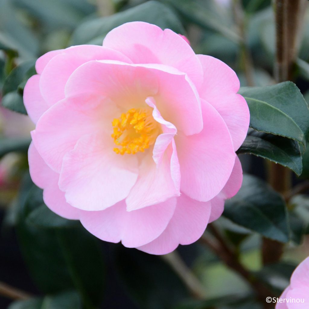 Camellia Nicky Crisp