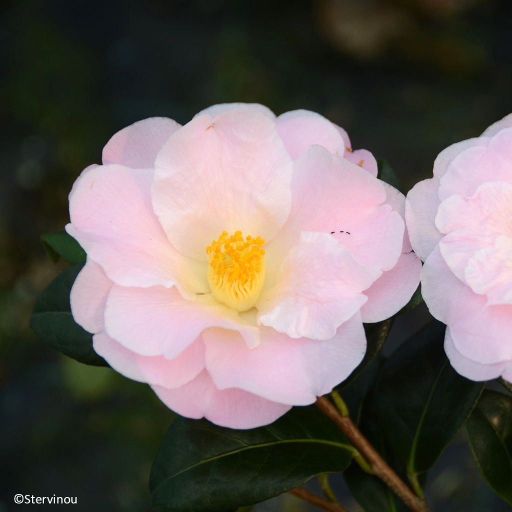 Camellia Nicky Crisp