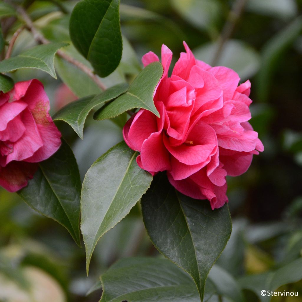 Camellia reticulata Illumination