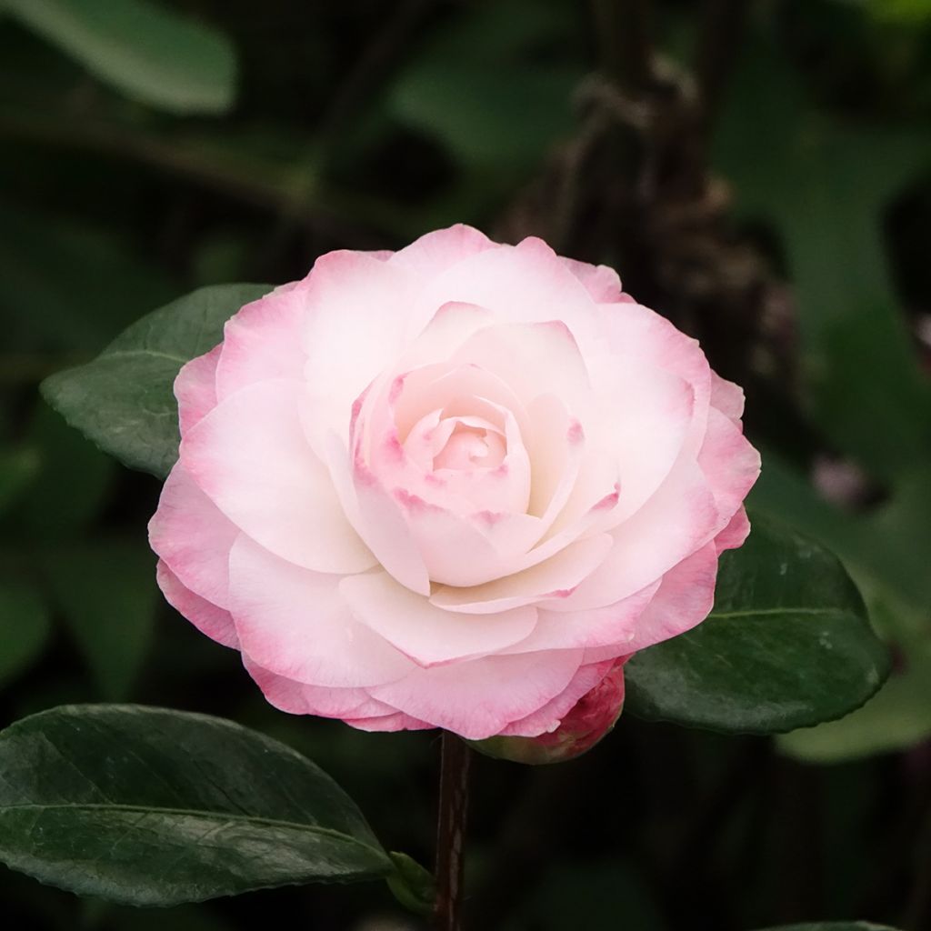 Camellia Nuccio s Pearl