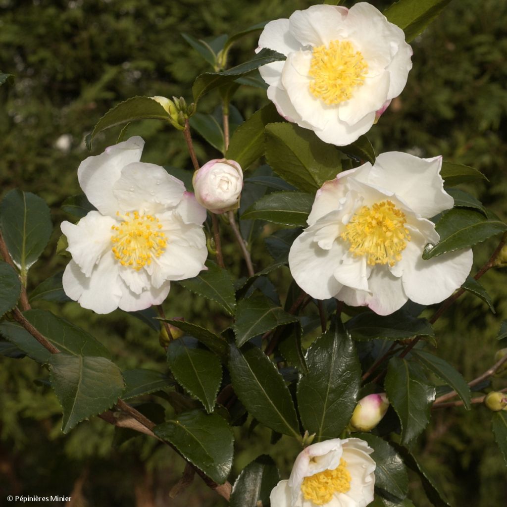 Camellia sasanqua Hinode-Gumo - Camelia de otoño