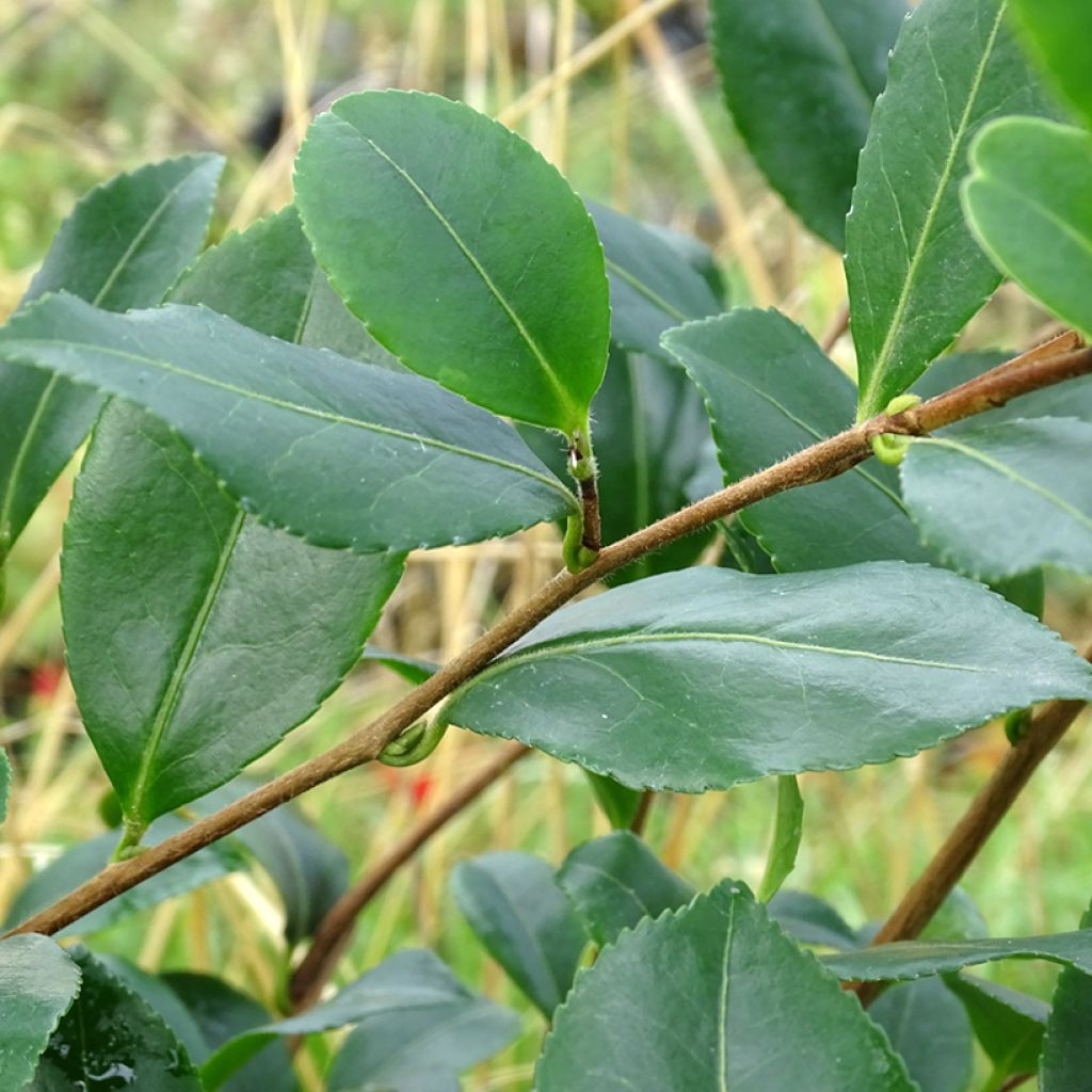 Camellia sasanqua Cleopatra - Camelia de otoño