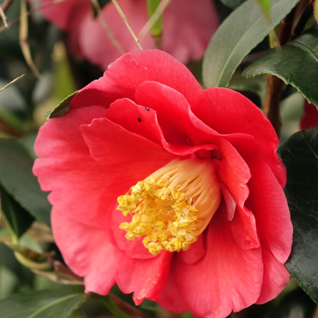 Camellia japonica San dimas