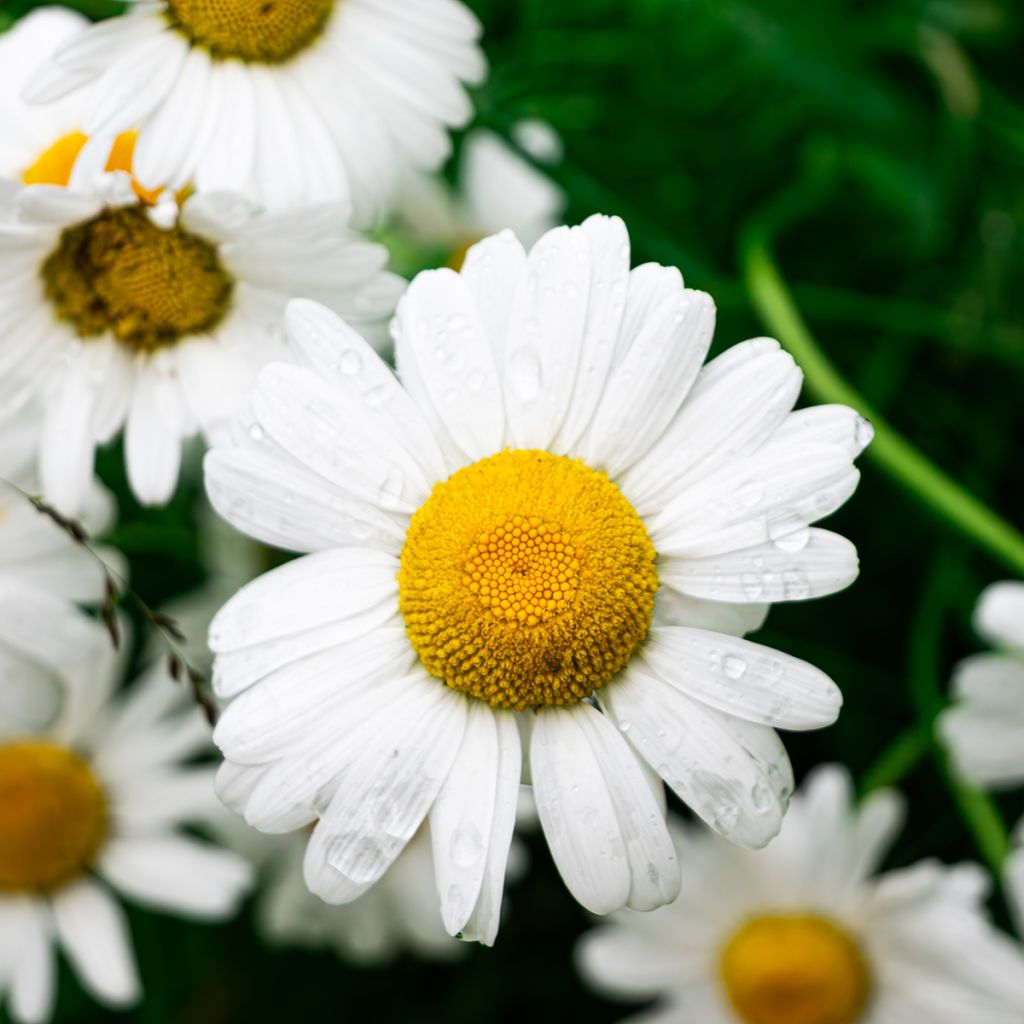 Manzanilla de Castilla BIO