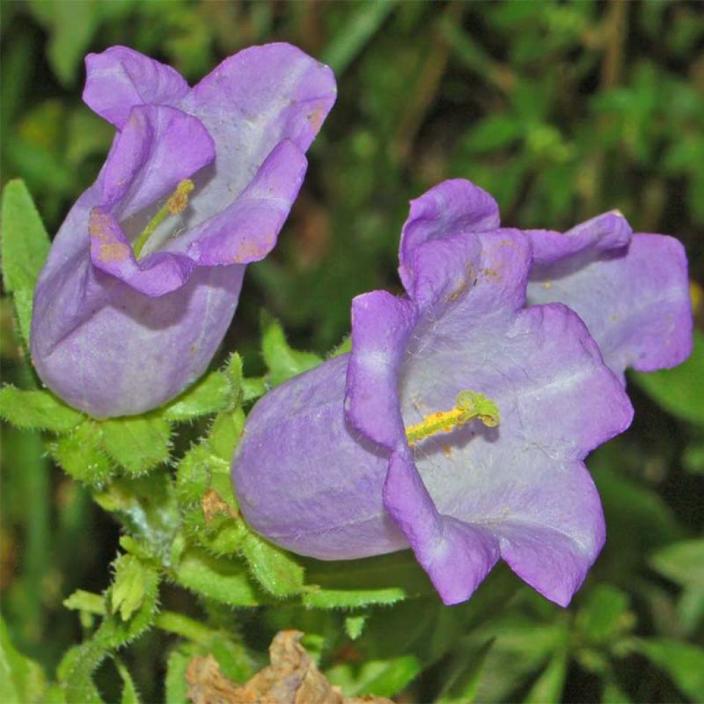 Campanula medium Blue - Campanilla de Canterbury