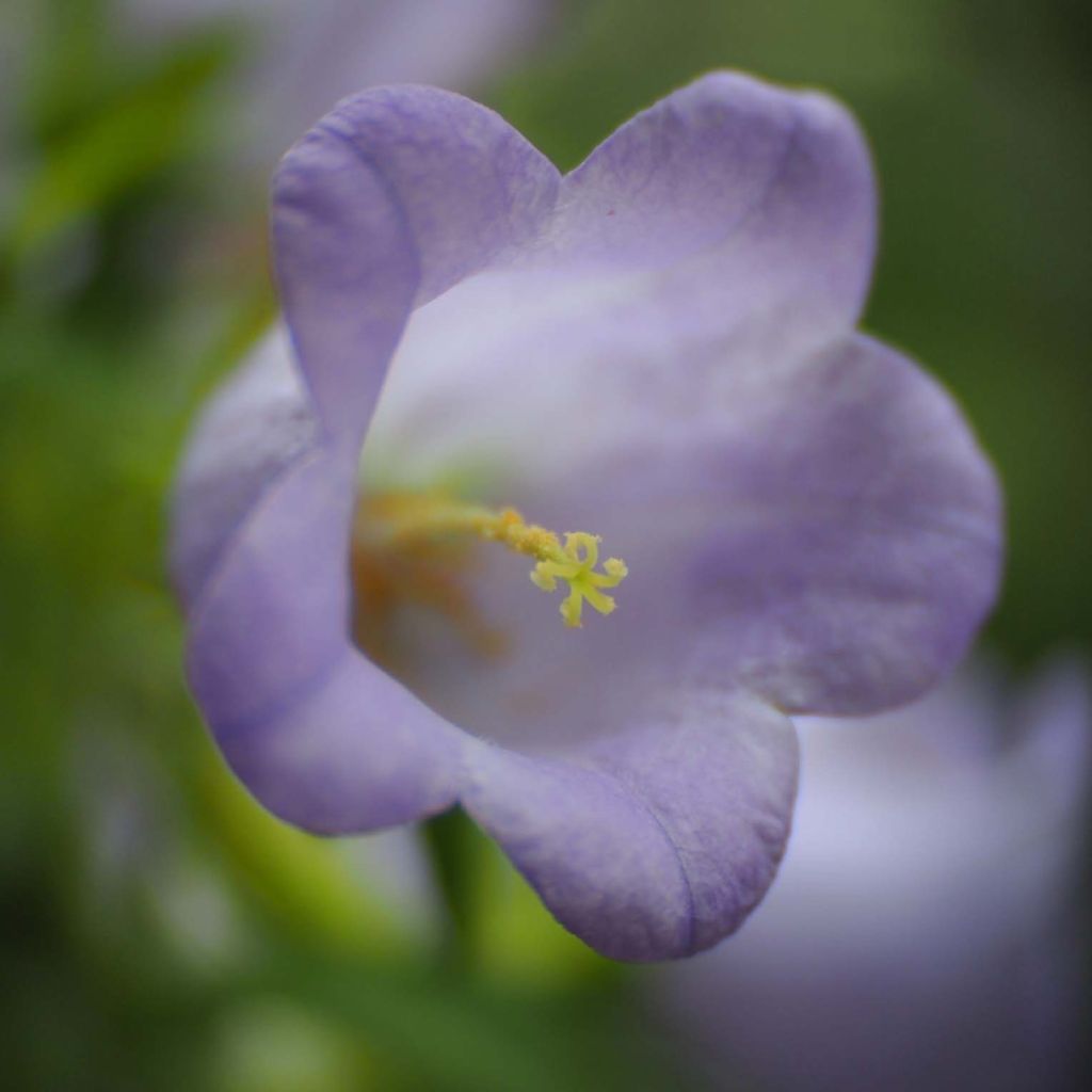 Campanula medium Blue - Campanilla de Canterbury