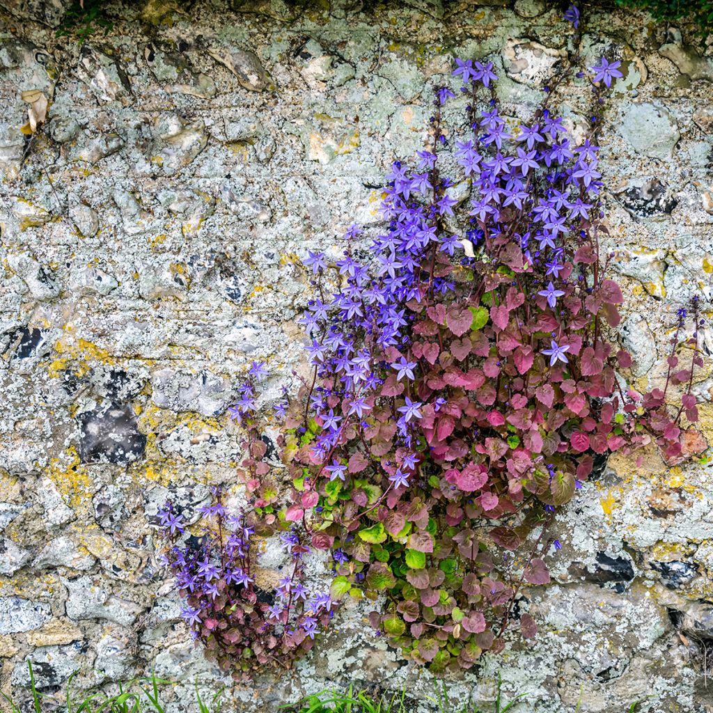 Campanula poscharskyana (semillas)