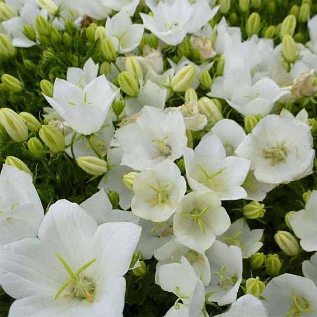 Campanula carpatica Clips Whites