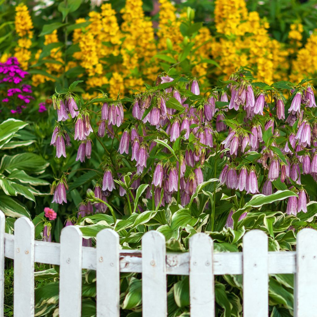 Campanula takesimana Elisabeth