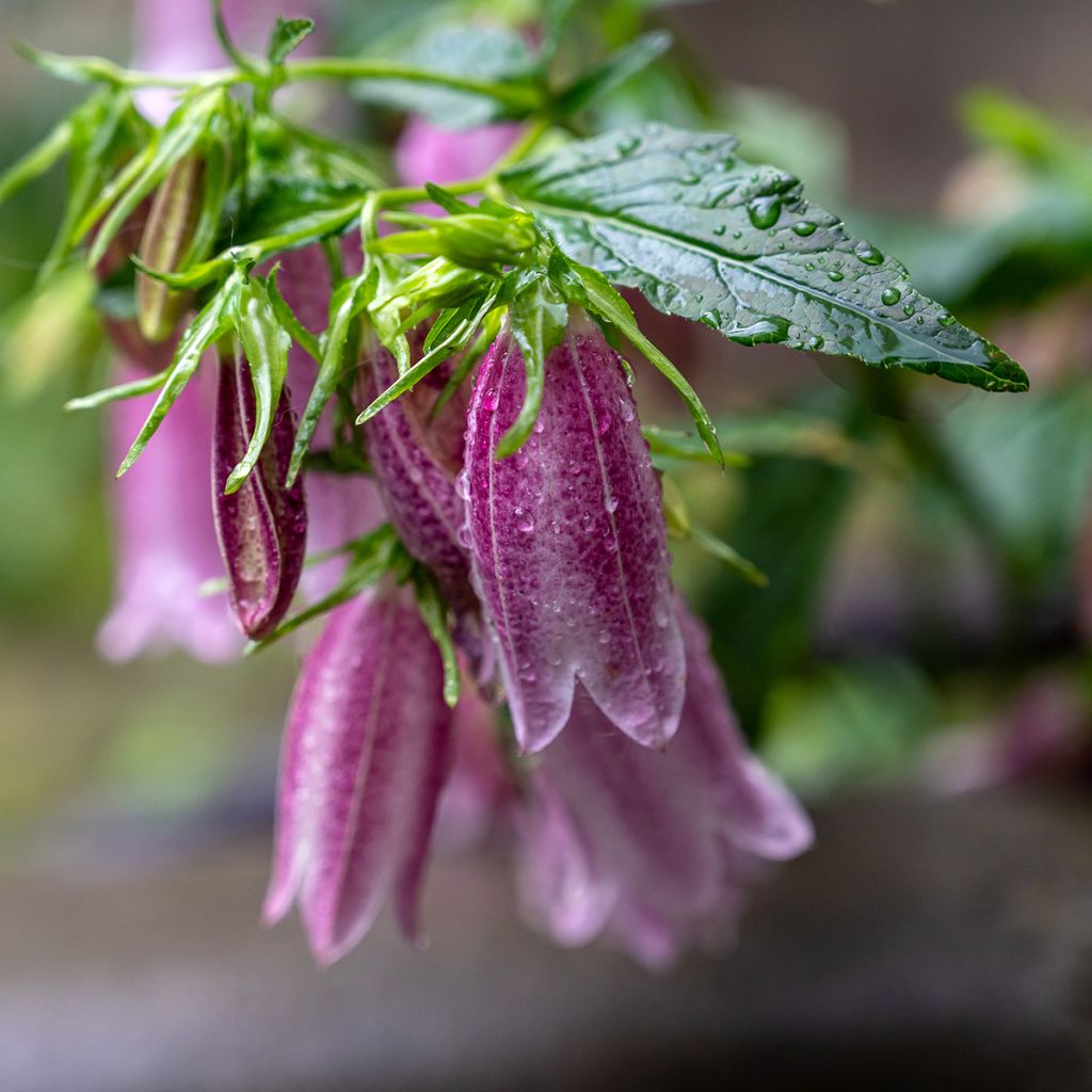 Campanula takesimana Elisabeth