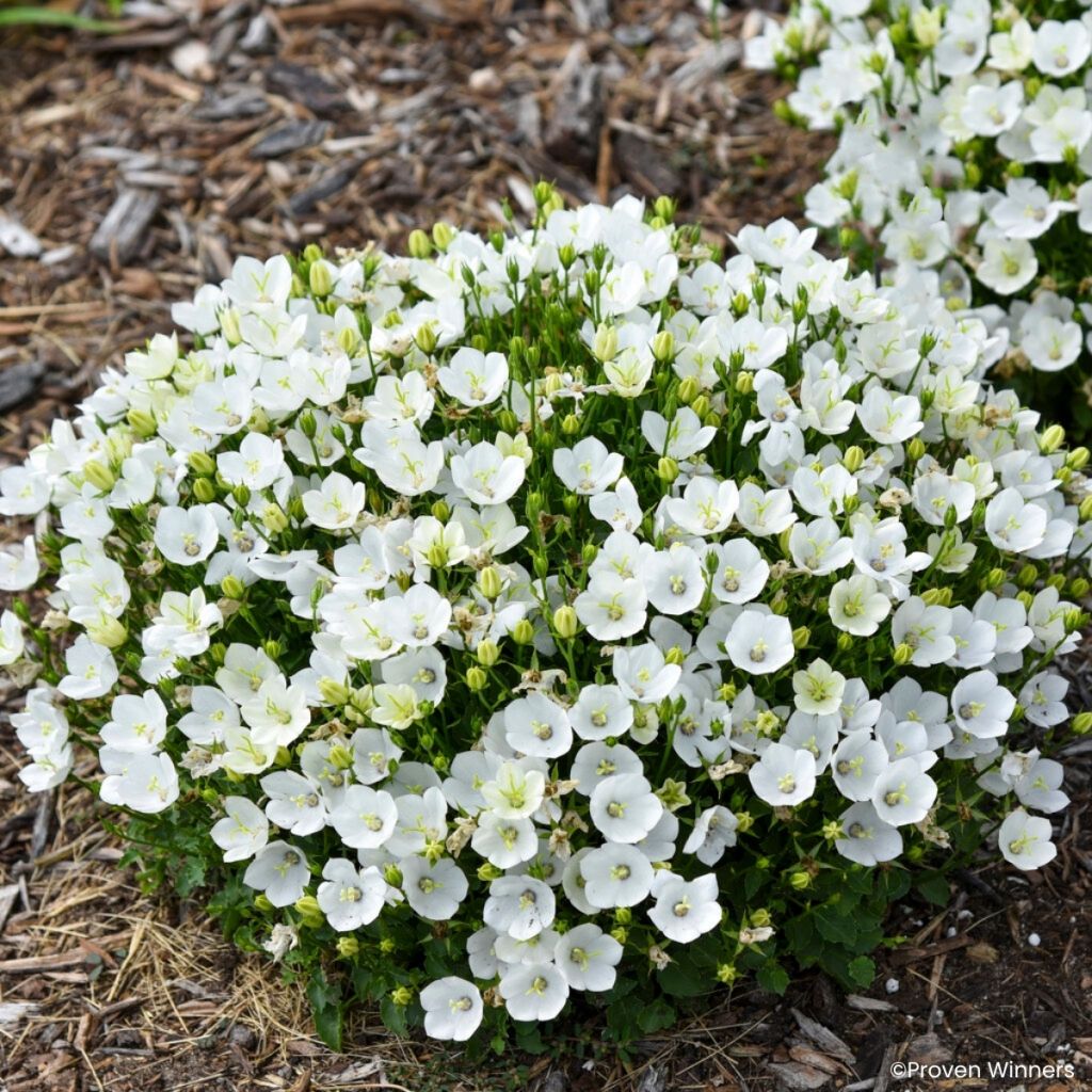 Campanula capartica Mini Marvels Starbright - Campanilla