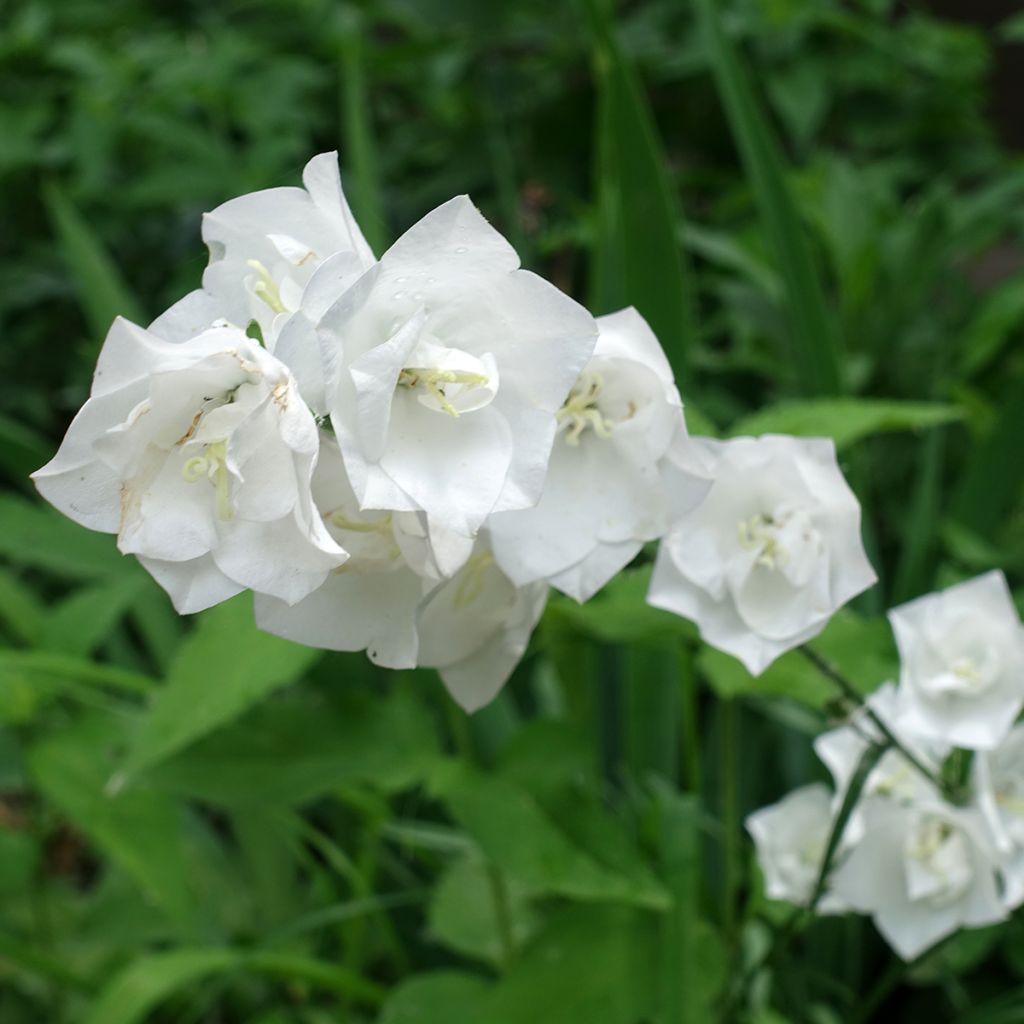Campanula persicifolia La Bonne Amie - Campanilla