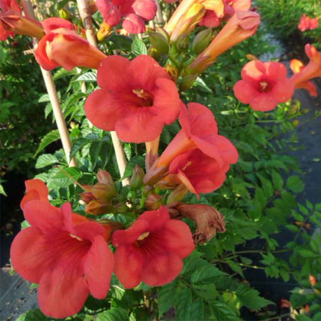 Enredadera de trompeta Madame Galen - Campsis