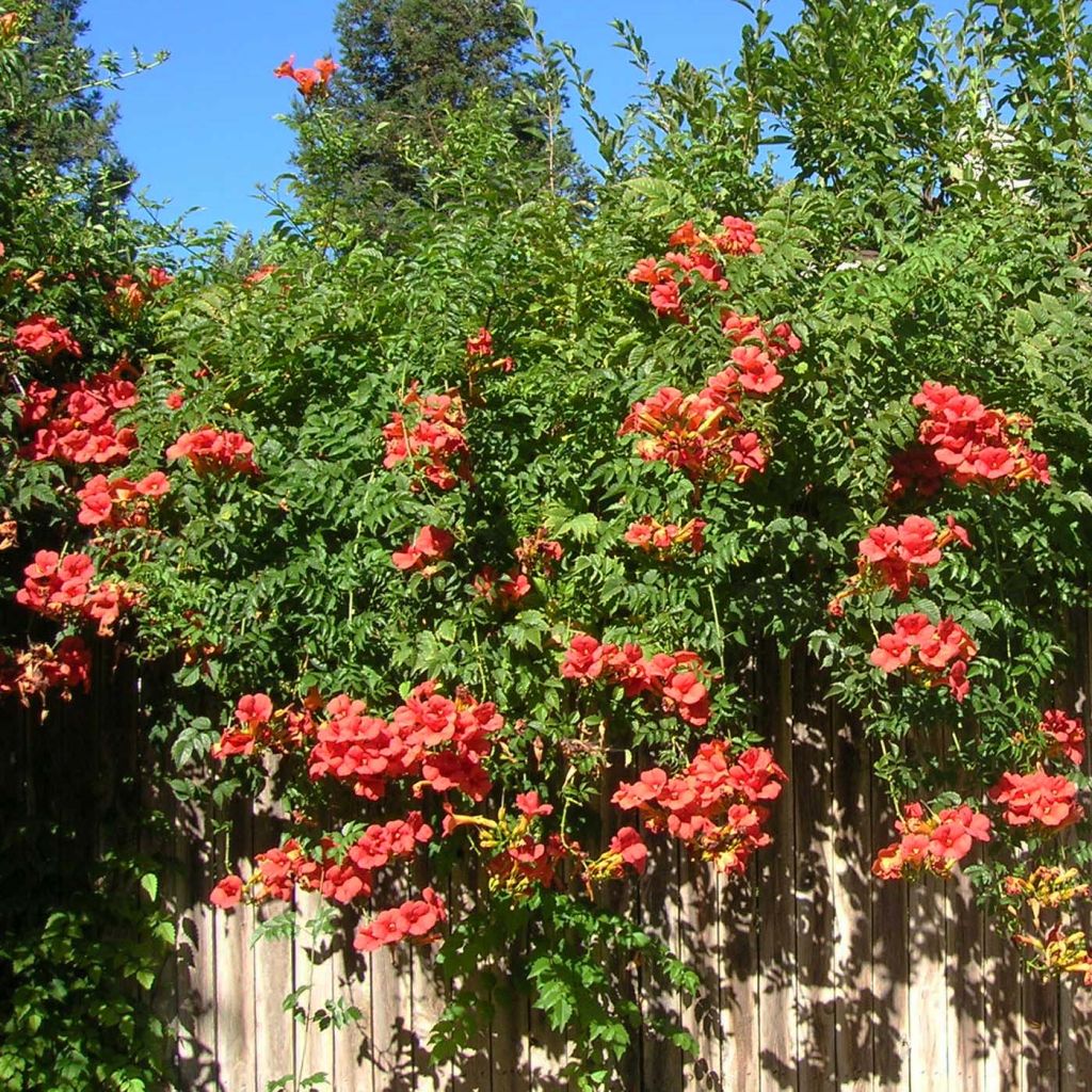 Enredadera de trompeta Madame Galen - Campsis