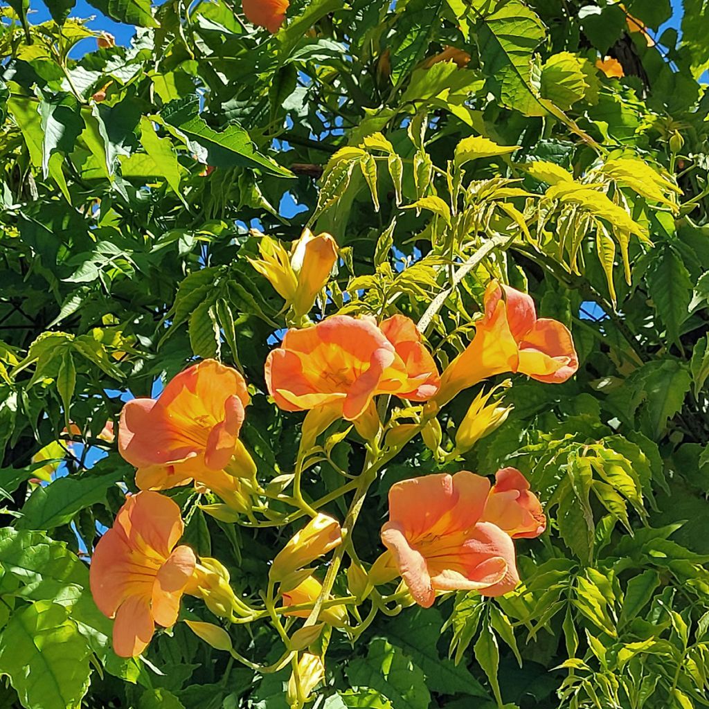 Enredadera de trompeta Summer Jazz Gold - Campsis
