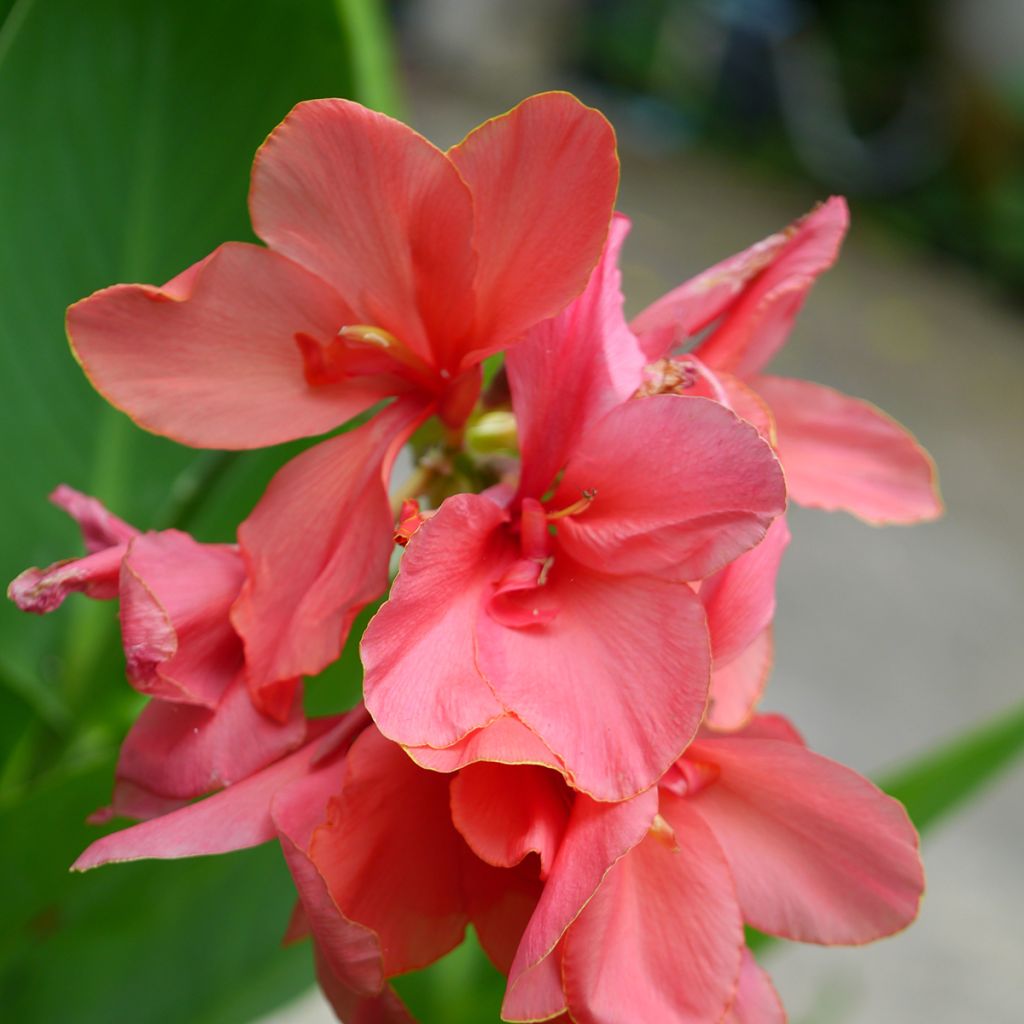 Canna Pink Beauty -Caña de las Indias