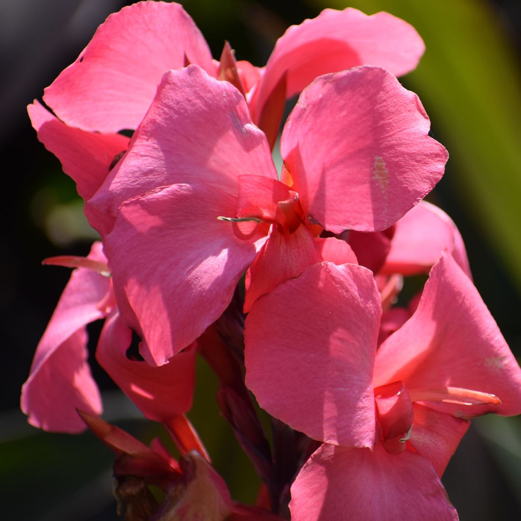 Canna Pink and Roses - Caña de las Indias