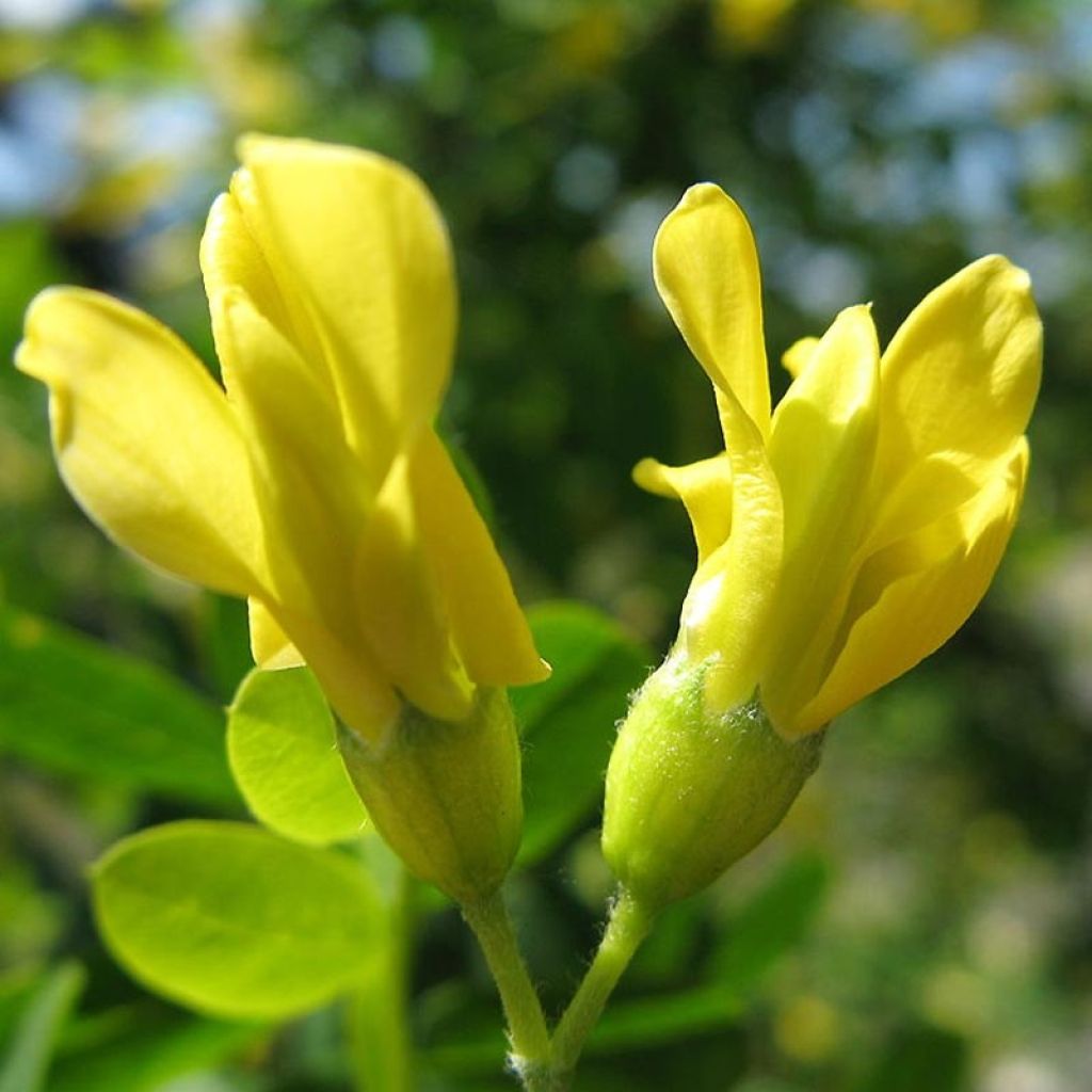 Caragana arborescens - Guisante siberiano