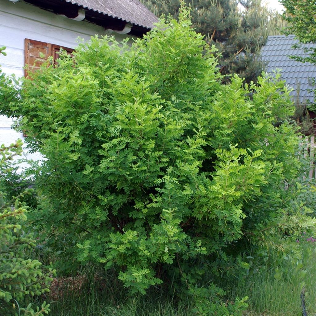 Caragana arborescens - Guisante siberiano