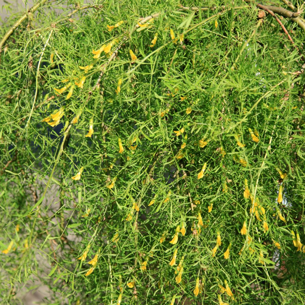 Caragana arborescens Walker - Guisante siberiano
