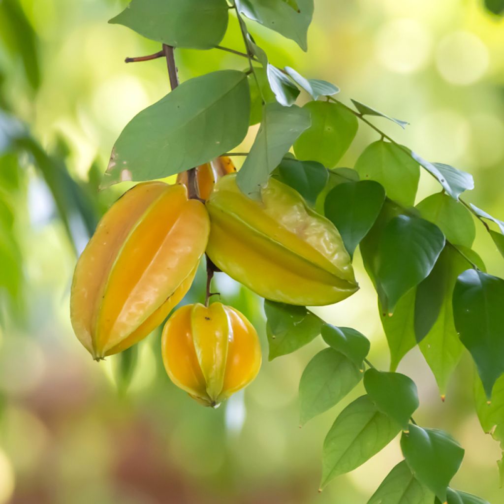 Carambola Arkin