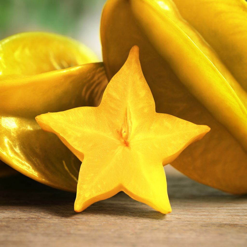 Carambola Arkin