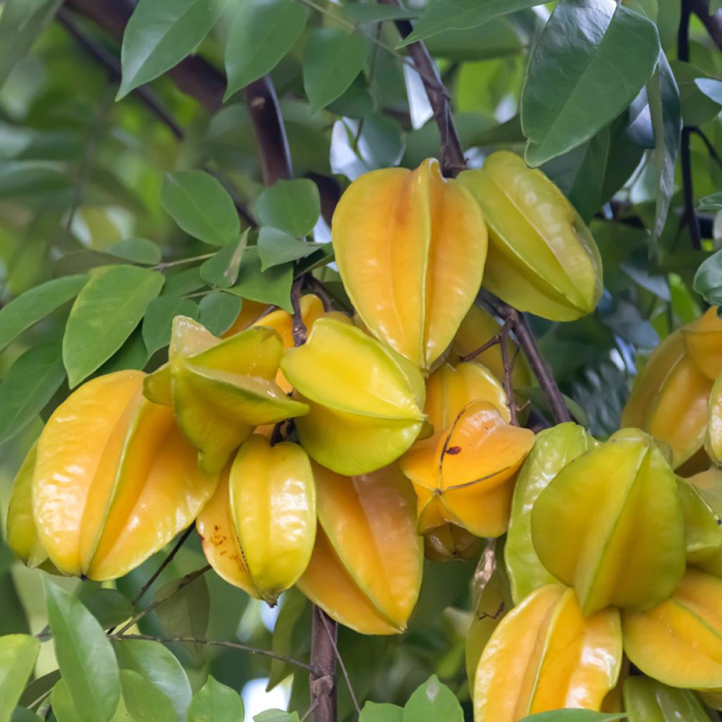Carambola Arkin