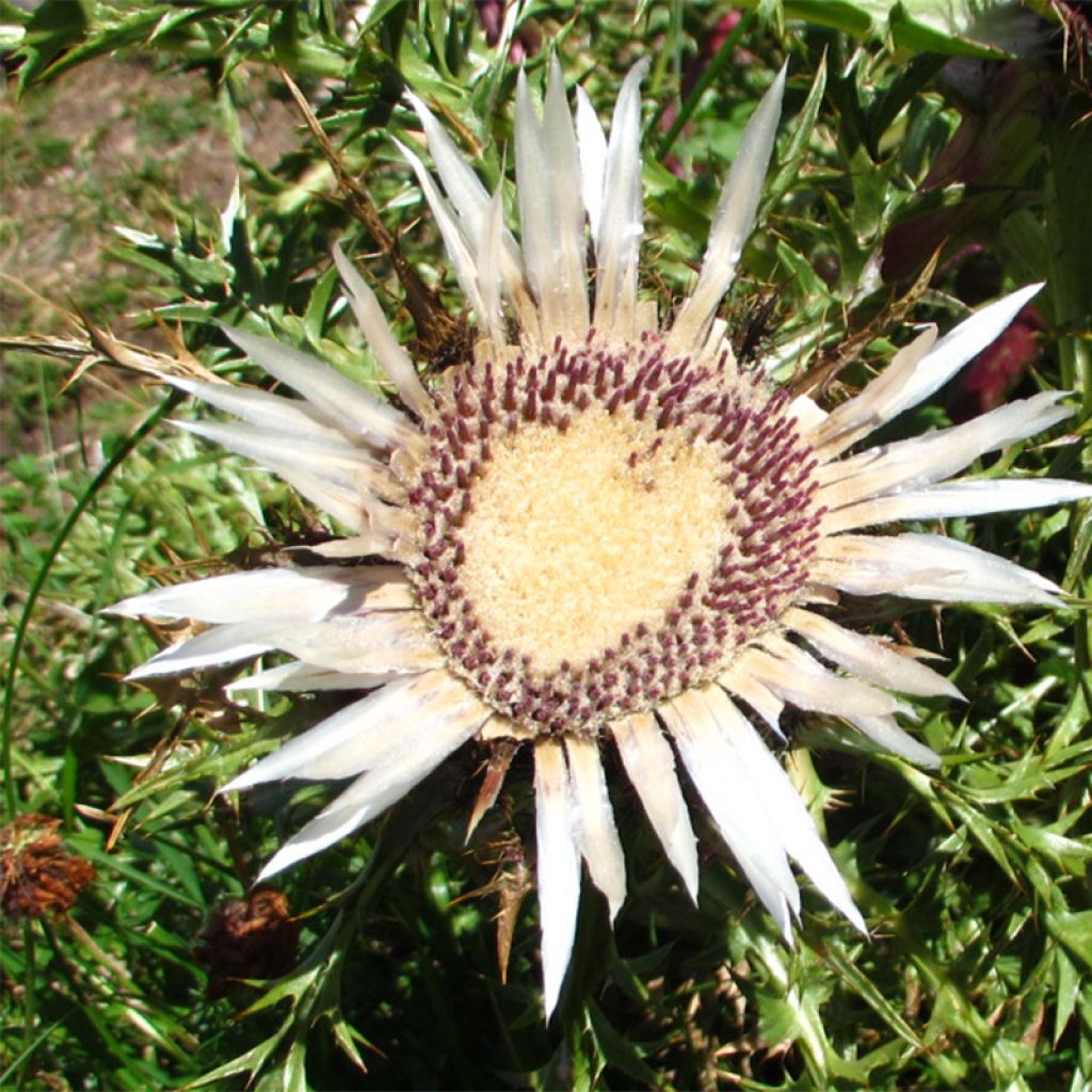 Carlina acaulis ssp. simplex Bronze - Carline des Alpes Bronze - Carline à tige courte -