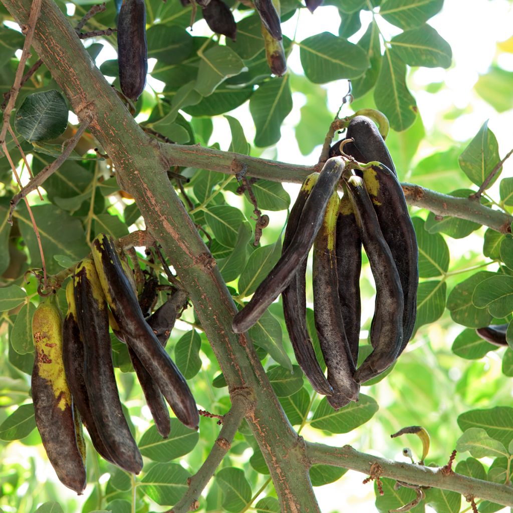 Algarrobo Turis - Ceratonia siliqua