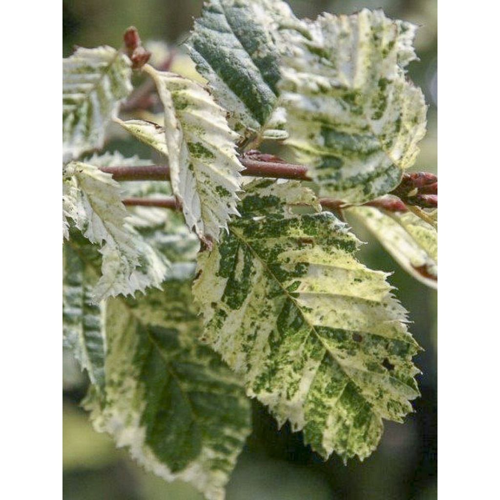 Carpe Foliis Argenteovariegatis Pendula - Carpinus betulus