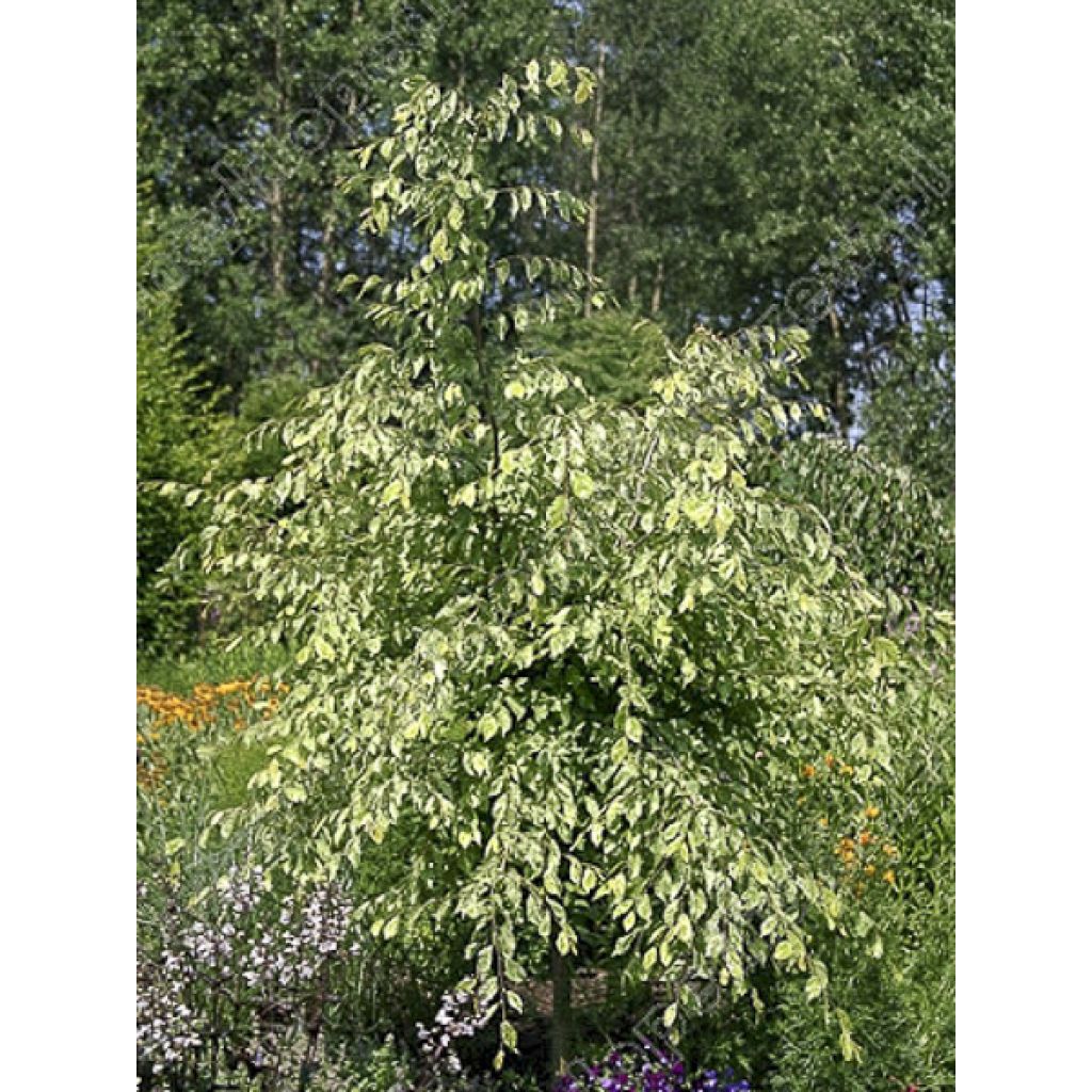 Carpe Foliis Argenteovariegatis Pendula - Carpinus betulus