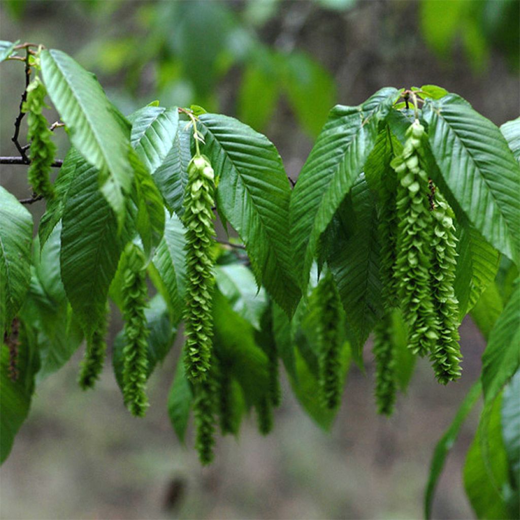 Carpinus fangiana - Carpe