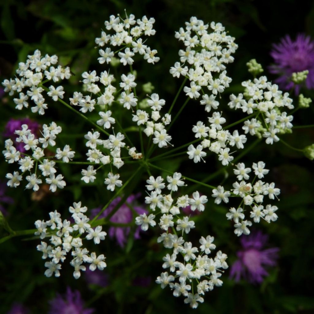 Alcaravea - Carum carvi