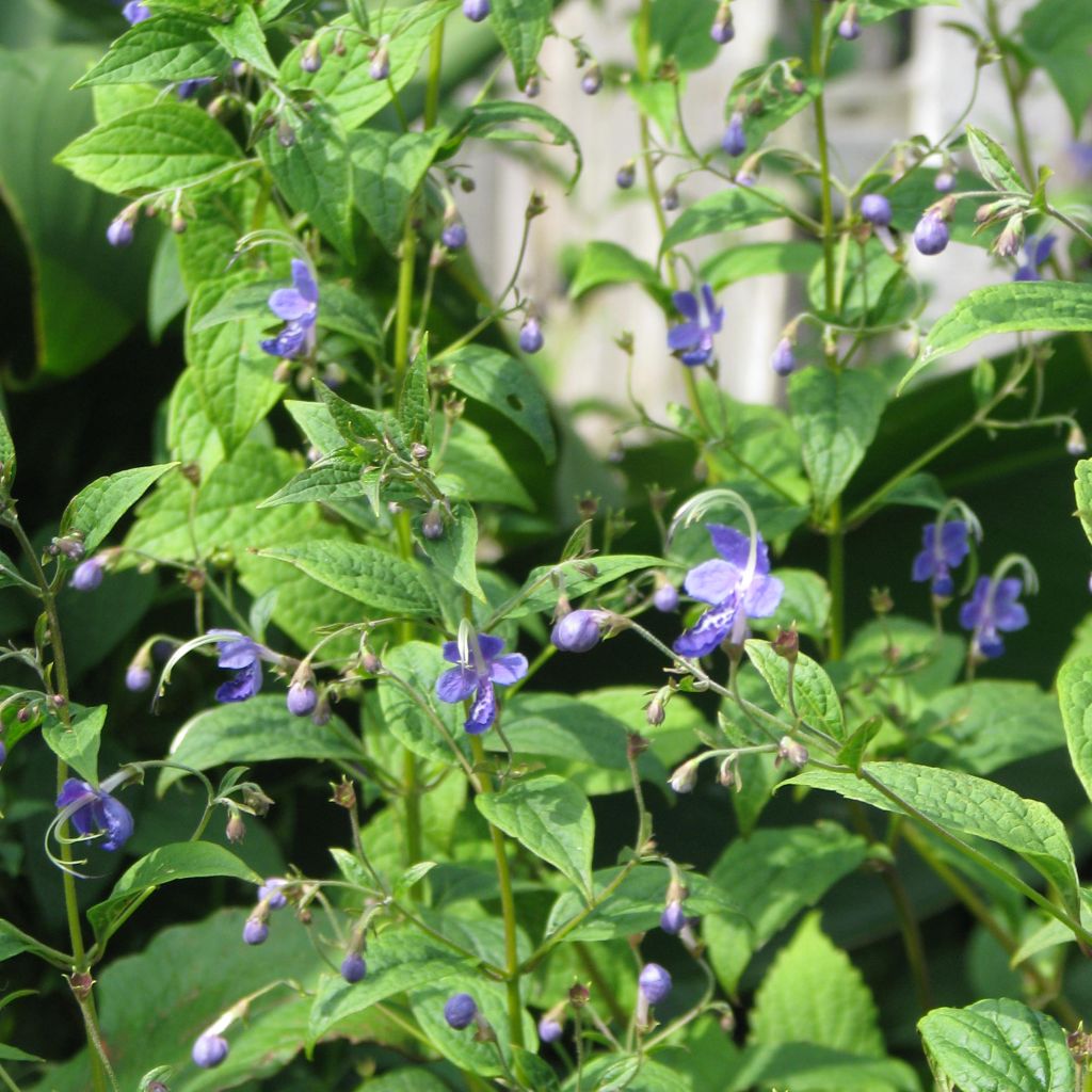 Caryopteris divaricata - Carióptera