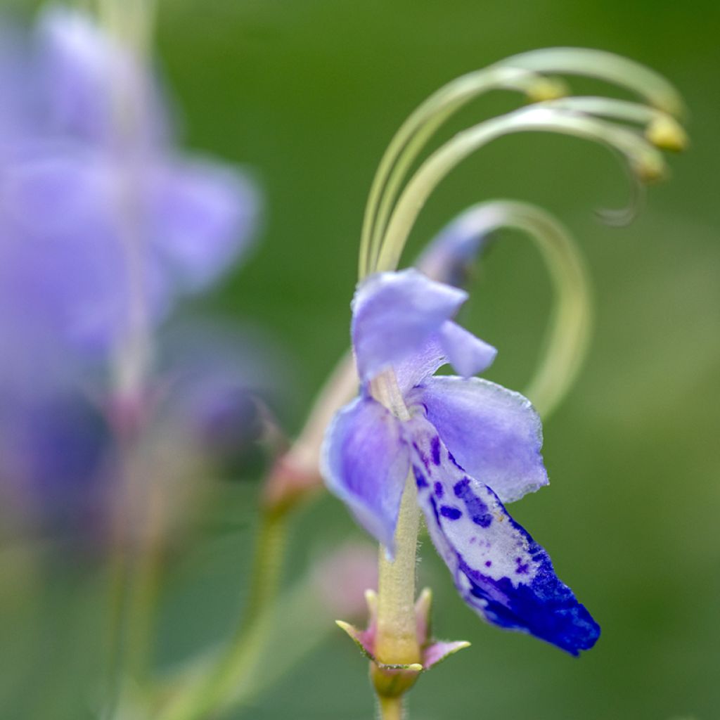 Caryopteris divaricata - Carióptera
