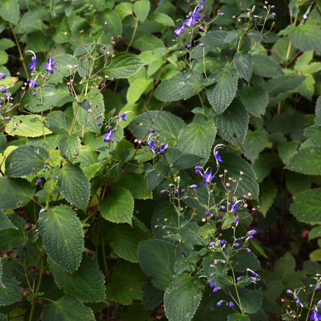 Caryopteris divaricata - Carióptera