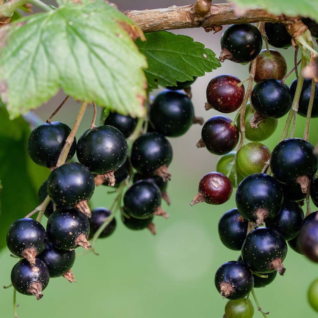 Grosella negra Andega Bio
